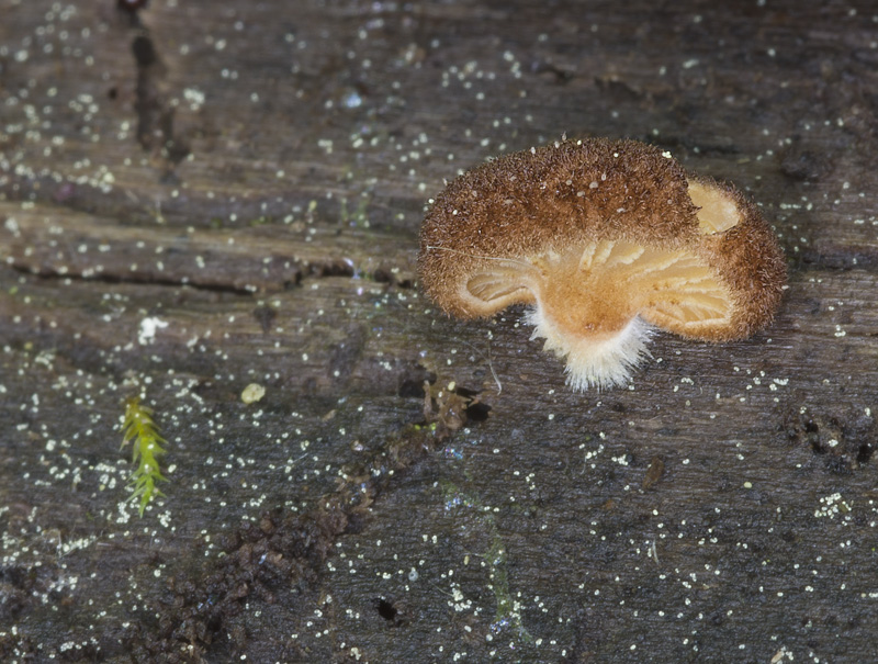 Crepidotus crocophyllus